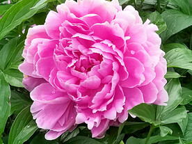 芍药花开