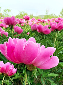 芍药花开