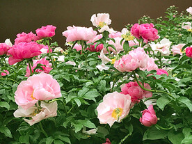 芍药花开