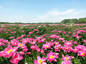 芍药花开
