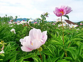 芍药花开