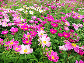 芍药花开