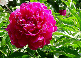 芍药花开