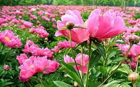 芍药花开