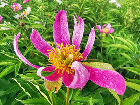 芍药花开