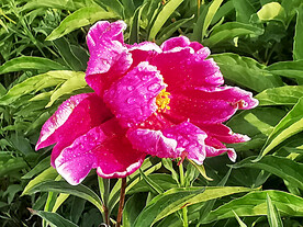 芍药花开