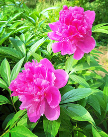 芍药花开