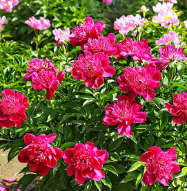 芍药花开
