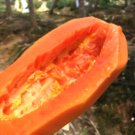 木瓜