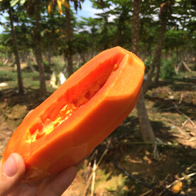 木瓜
