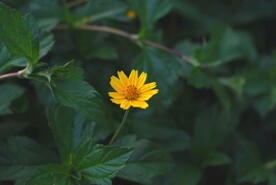 公园路边野菊花