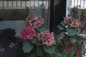 绣球花
