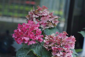 大绣球花