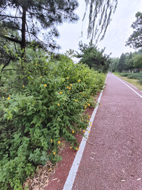 晨练跑道