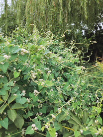 红植小花