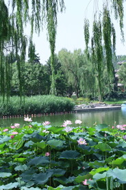 公园风景 