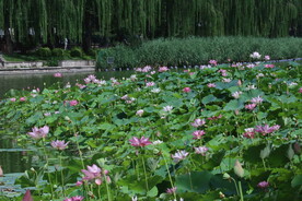 公园风景 