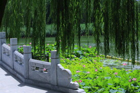 公园风景 