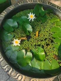 睡莲 
