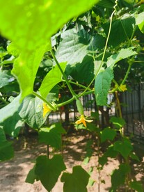 黄瓜花
