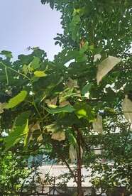黄瓜花