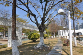 城市公园小路