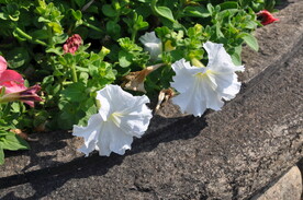 芙蓉花