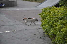 流浪猫