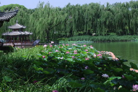 公园风景 