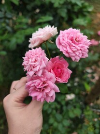 蔷薇花