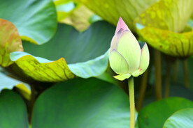 荷花