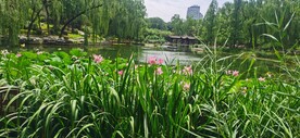公园风景 