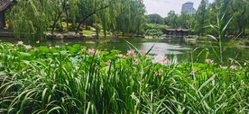 公园风景