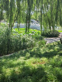 公园风景 