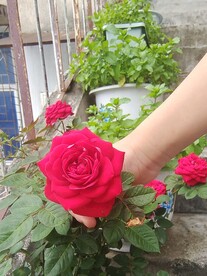 月季花