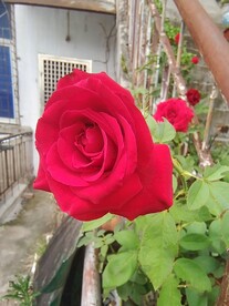 花朵