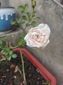 白色月季