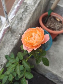 花朵月季