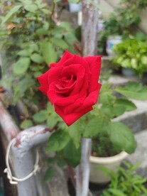 红花