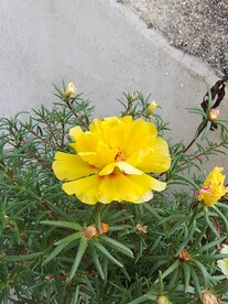重瓣太阳花