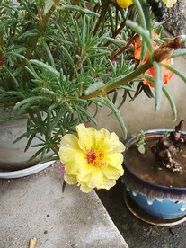 一朵太阳花