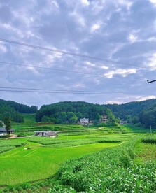 乡村田间