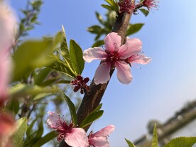 桃花
