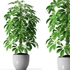 C4D模型 绿色植物 