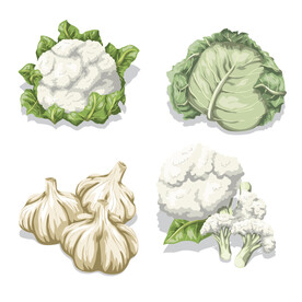 白色蔬菜 