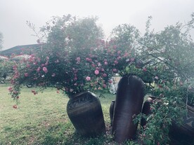玫瑰花