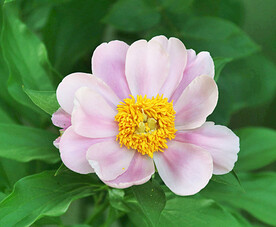 芍药花开