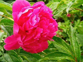 芍药花开