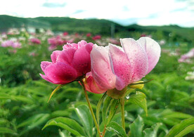芍药花开