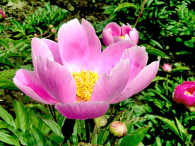 芍药花开